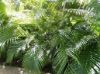 Picture of Areca XXXL