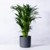 Picture of Areca XXXL