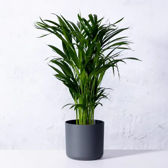 Picture of Areca XXXL